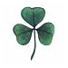 Shamrock Temporary Tattoo 2x2