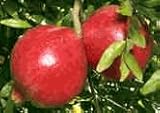 Sharp Velvet Fruiting Pomegranate Tree Five Gallon