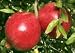 "Sharp Velvet" Fruiting Pomegranate Tree Five Gallon