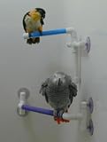 Super Bird Creations Fold Away Bird Shower Perch Size 9in x 1in perch