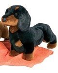 Spats Black & Tan Dachshund 14
