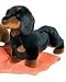   - Spats Black & Tan Dachshund 14