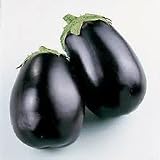 Eggplant Black Beauty Certified Organic Heirloom Seeds 75 Seeds