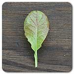 100% Certified Organic: Purple Osaka Mustard Green Seeds - B002AQKX2C