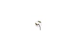 Garrett 4.5" Crossfire Searchcoil for CX Metal Detector 2217600