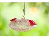 Bird Brain Sugar Baby Humbird Fdr Pink Recycled Glass Create Sparkling Sugar Effect