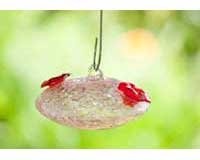 Bird Brain Sugar Baby Sugar Effect