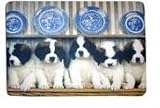 PUPPIES 