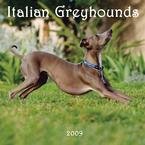 Italian Greyhounds 2009 Wall Calendar