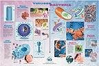 SciEd Viruses and Bacteria Poster; Paper