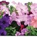 AeroGarden 800538-0208 Universal Seed Kit, Cascading Petunia Flowers