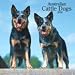 Australian Cattle Dogs 2009 Wall Calendar