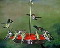 2 Pack of HummZinger Excel, 16 oz Hanging Feeder