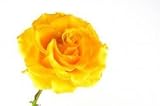 Yellow Roses, Wholesale Box of 200 Flowers, 20 Inch Long Stems