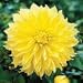Dahlia 'Kelvin Floodlight' Bulb