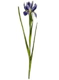 Pack of 12 Artificial Blue Heliotrope Purple Dutch Iris Silk Flower Sprays 24.5