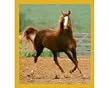 Showing Off / Horse Fridge Magnet