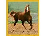 Showing Off / Horse Fridge Magnet