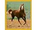 Showing Off / Horse Fridge Magnet