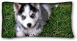 Soft Pillow Case Cover ( Animals Pomsky Puppies ) Rectangle Pillowcase 20x36 inches (one side) suitable for Twin-bed PC-White-17742