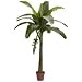 Banana Silk Tree 6'
