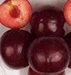 Flavor King Pluot Tree Five Gallon