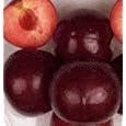 Flavor King Pluot Tree Five Gallon