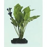 SeaGarden Amazon Sword Plant - Large - 11 in.