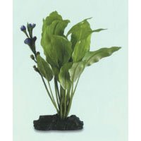 SeaGarden Amazon Sword Plant - Large - 11 in.