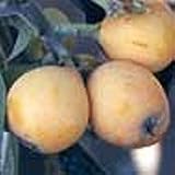 Big Jim Loquat Tree Five Gallon