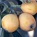 Big Jim Loquat Tree Five Gallon
