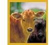 Two Calves (Brown & Black) Fridge Magnet