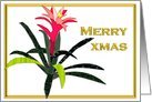 Merry Xmas Bromeliad Card