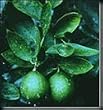 Dwarf Bearss Lime Tree Five Gallon Plant