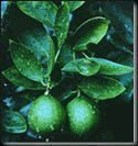 Dwarf Bearss Lime Tree Five Gallon Plant