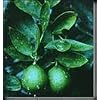 Dwarf Bearss Lime Tree Five Gallon Plant