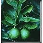 Dwarf Bearss Lime Tree Five Gallon Plant