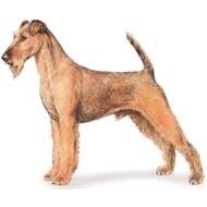 7.5cm x 5cm Acrylic Fridge Magnet-Irish Terrier