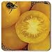 100% Certified Organic: Yellow Perfection Tomato Seeds