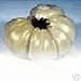 WHITE WONDER TOMATO - 20 seeds