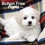 Bichon Frise Puppies 2009 Mini Wall Calendar