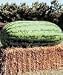 *GIANT CAROLINA CROSS WATERMELON*10 SEEDS*TASTY*#1162