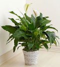 Same Day Flower Delivery Floor Plant