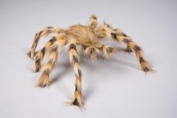 Imagen principal de Araña peluda gigante, de unos 50 cm,