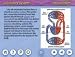 AP Biology Lab #10: Physiology of the Circulatory System