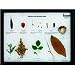 Boreal Injurious & Harmful Plants Riker Mount