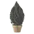 Preserved Tear Drop Juniper with Clay Pot (Evergreen) (50"H)