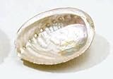 Small Abalone Shell Smudge Vessel/Decoration