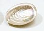 Small Abalone Shell Smudge Vessel/Decoration