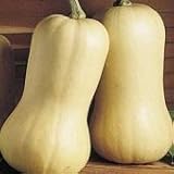 from Haddons Waltham Butternut Squash - 10 seeds - vegetable garden